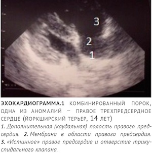что такое мембрана в сердце. Смотреть фото что такое мембрана в сердце. Смотреть картинку что такое мембрана в сердце. Картинка про что такое мембрана в сердце. Фото что такое мембрана в сердце