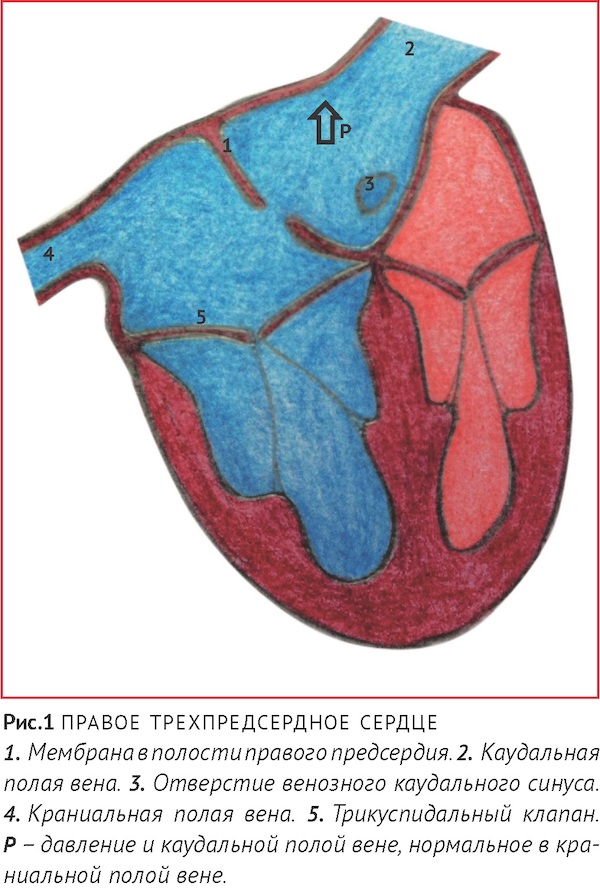 что такое мембрана в сердце. Смотреть фото что такое мембрана в сердце. Смотреть картинку что такое мембрана в сердце. Картинка про что такое мембрана в сердце. Фото что такое мембрана в сердце