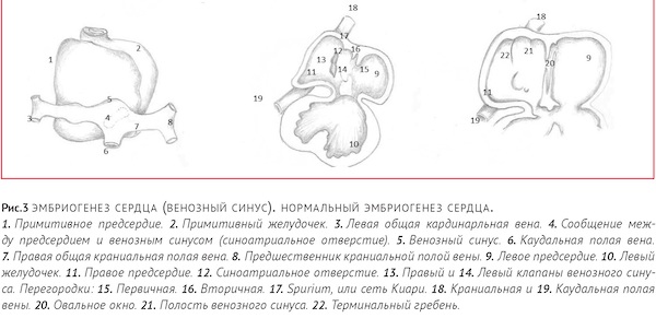 что такое мембрана в сердце. Смотреть фото что такое мембрана в сердце. Смотреть картинку что такое мембрана в сердце. Картинка про что такое мембрана в сердце. Фото что такое мембрана в сердце