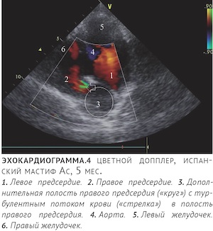 что такое мембрана в сердце. Смотреть фото что такое мембрана в сердце. Смотреть картинку что такое мембрана в сердце. Картинка про что такое мембрана в сердце. Фото что такое мембрана в сердце