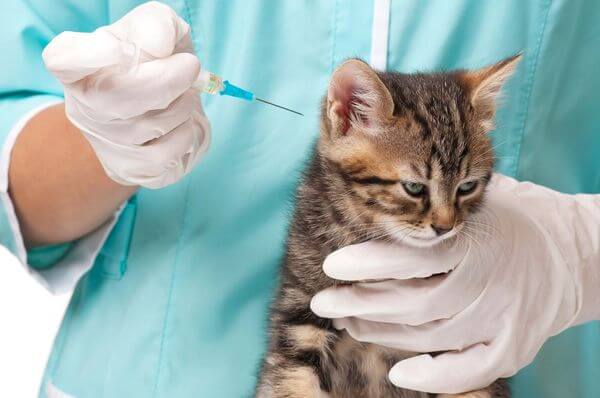 Вакцинация кошек Биофелом