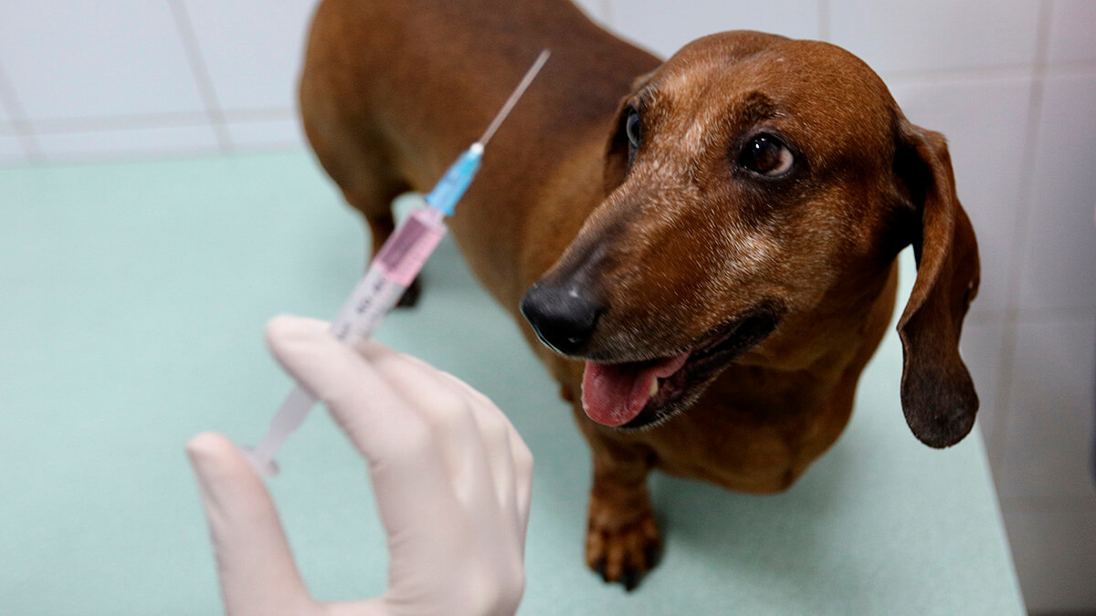 Вакцинация собак Мультикан-8