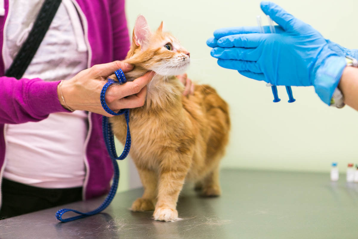 Комплексная вакцинация кошек