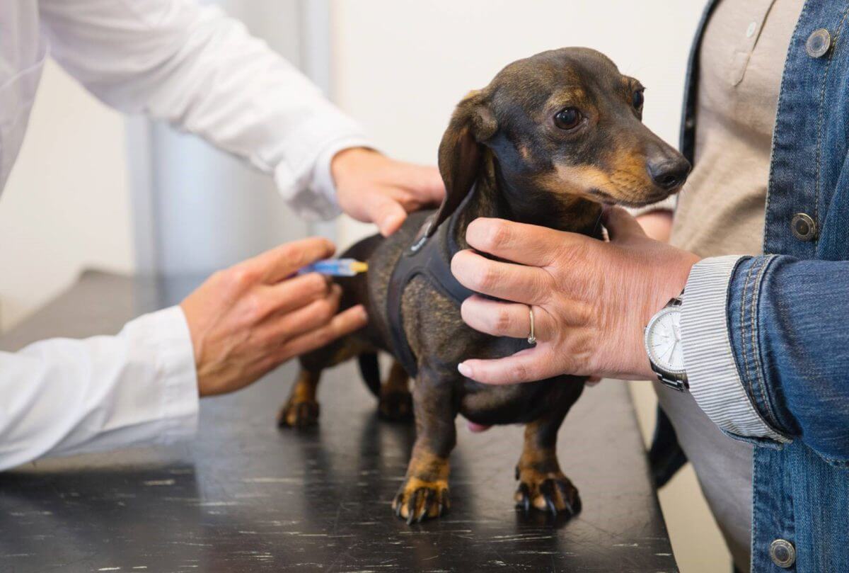 Вакцинация собак биоканом