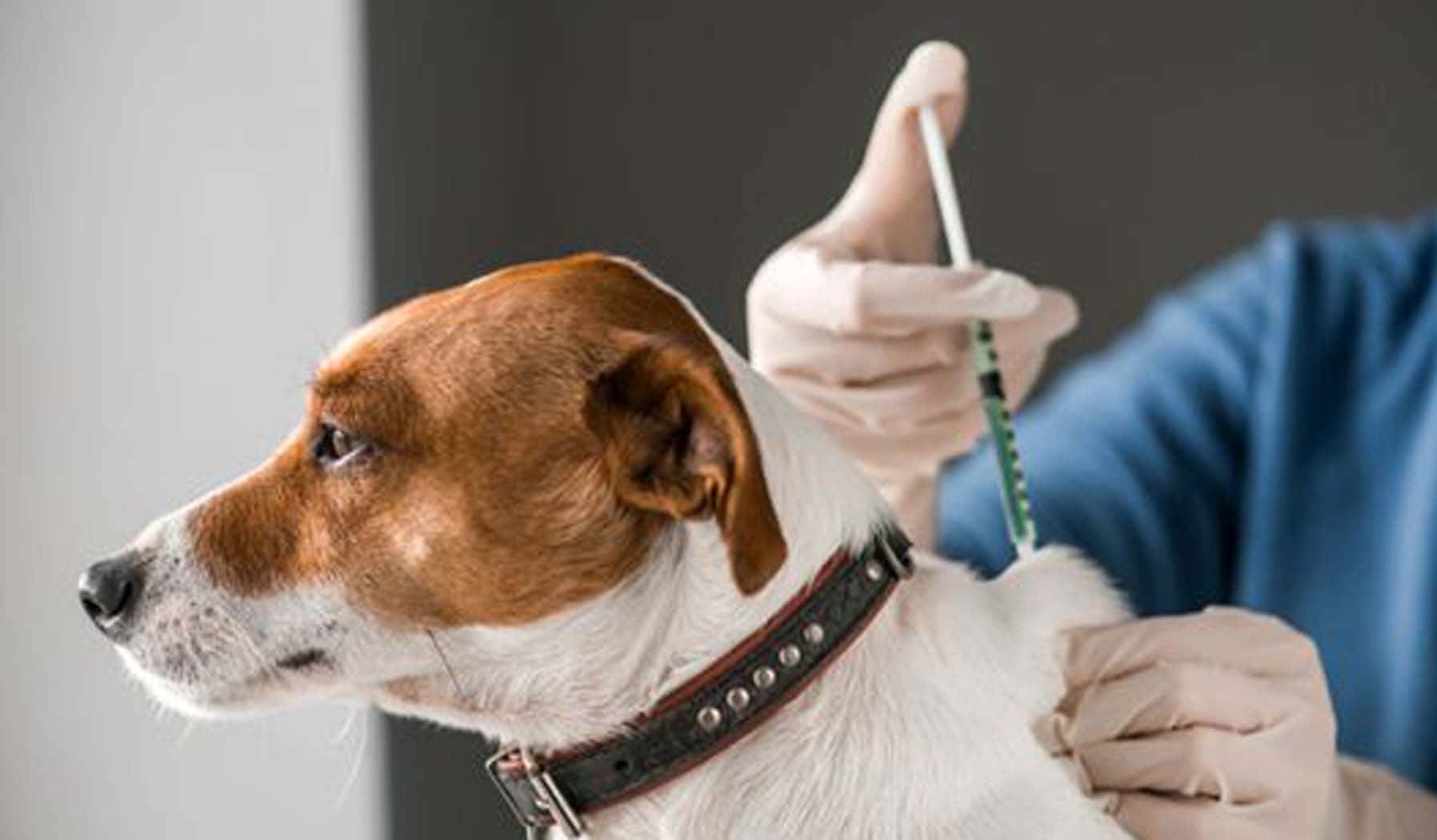 Вакцинация собак от парвовируса